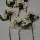 Kimura's Cabin 6pcs Fake White Flowers Artificial Silk Hydrangea Flowers Bouquets Faux Hydrangea Stems for Home Table Centerpieces Wedding Party Decoration(Lvory White)