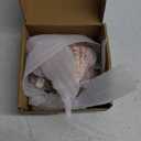 4 Piece 5-6" Lion's Paw Sea Shellfor Baking Smudging Crafts Beach Decor - Ocean Beach Seashells Perfect for Home Decoration, Art Craft, Vase Filler Fish Tank