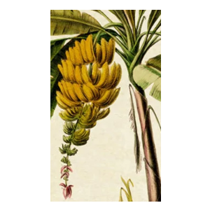 Vintage Banana Tree Poster Frame, Retro Style of Wall Art Prints, Printed on Linen with Natural Wooden Frames, Illustrative Reference Chart Poster for Living Room Office Bedroom