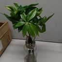 Faux Greenery Stems in Vase Aritificial Money Tree Plant in Glass Vase with Faux Water & Stones 14.2" Small Potted Plants Arrangement Centerpieces for Farmhouse Kitchen Dinner Tables Greenery Decor