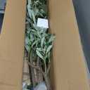 Kazeila Artificial Olive Tree 6FT Tall Faux Silk Plant for Home Office Decor Indoor Fake Potted Tree with Wood Branches and Fruits