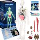 CHMYWJ Glow-in-the-Dark Human Body Anatomy Model Science Skeleton Kits Model for Kids Contains 40 Skeleton Toy with Removable Bones and Organs STEM Educational Toys for Kids, Festival and Birthday Gifts