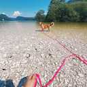 Waterproof Dog Training Leash 50FT 30FT 15FT 10FT 5FT Heavy Duty Recall Long Lead for Large Medium Small Dogs (30FT, Pink)