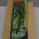 Velener 28 Inch Artificial Agave Plants Outdoor Set, Large Fake Plants Indoor for Home Decor, Realistic UV Resistant Faux Succulents Plants Without Pot, Set of 2