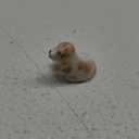 WitnyStore Tiny 1" White Brown Begging English Cocker Spaniel Dog Figurine - Miniature Hand Made Painted Ceramic Dogs Puppy Hound Canine Animal Cute Porcelain Decorative Collectible Figure Dcor Gifts