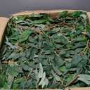 Yunlly 48 Pack Artificial Willow Leaves Garland 269 Ft Greenery Vines Decor
Faux Hanging Plants for Wedding Party, Italian Ruscus Decor, Indoor Outdoor Table Centerpiece Wedding Arch Decorations
