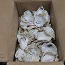 60Pcs 3"-4" Oyster Shells for Crafts Natural Large Oyster Shells for DIY Crafting, Home Vase Filler, Xmas Ornaments, Bulk Sea Shells for Chicken