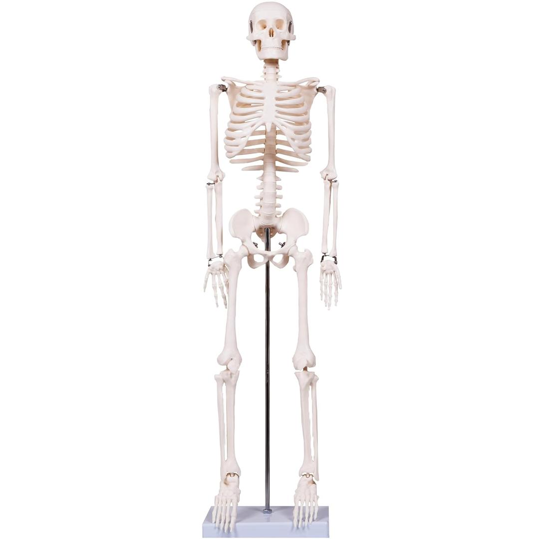 breesky Scientifc Human Skeleton Model for Anatomy, 33.4 Skeleton Model with Metal Stand, Removable Arms&Legs for Student to Study Human Skeleton Anatomy System, Halloween Decor, Manual Included