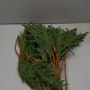 MISSPIN 12 Pcs 21.5 Inches Christmas Norfolk Pine Branches, Norfolk Pine Artificial Christmas Branches DIY Crafts Faux Pine Branches for Xmas Indoor Outdoor Home Decor