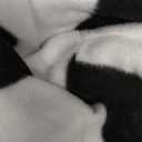 Funziez! Adult Onesie Halloween Costume Animal Dinosaur Shark Unisex Plush One Piece Cosplay Suit for Adults, Men and Women (Small, Cow)