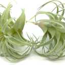 2 PCS Artificial Succulents Plants Real Touch Lifelike Succulants Plants Faux Greenery Plants Garden DIY Home Office Decoration Ornament (Flocking Air Plant)