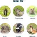 Live Animal Cage Trap, Heavy Duty Humane Cage Trap for Squirrels, Chipmunks, Rabbits, and Small Rodents, Safely Catch & Release - 1 Trap