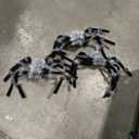 3 Pack Spiders Halloween Decorations, 27in Halloween Indoor and Outdoor Decoration Furry Horror Spider Set for Yard, Porch, Haunted House, Party