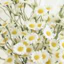 Floroom 24pcs Ivory Small Artificial Flowers Faux Silk Daisies Fake Wildflowers with Stems for DIY White Wedding Bouquets Floral Arrangements Party Decor Centerpieces Decorations (Vase Not Included)