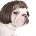 Funny Dog Cat Cosplay Wig,Pet Wigs for Halloween, Christmas, Parties, Festivals, Dog Wigs for Small Medium and Large Dogs Black Brown Straight