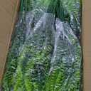 TURNMEON 20 Bundles Artificial Plants Outdoor Faux Boston Fern Summer Decor Fake Plants UV Resistant Plastic Greenery Shrubs Artificial Fake Flowers Outside Indoor for Spring Home Gardens Patio Yards