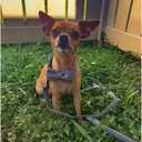 Unique Stlye Paws Strong Dog Leash with Soft & Comfortabel Handle Multipurpose Leashes for Small Medium Large Dogs and Cats (XS, Gentry)