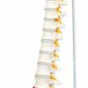 Wellden Medical Anatomical Classic Spine Model with Femur Heads, Flexible, Life Size, 80cm/31.5