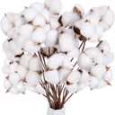 DomeStar 30PCS Natural Dried Cotton Stems 15" Tall, Rustic Cotton Sprigs for Vase Fillers, Floral Arrangements and Farmhouse Fall Decorations and DIY Crafts