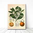 YOUXIGOUYUE Canvas Painting Wall Mural Print Vintage Print Orange Plant Poster Living Room and Bedroom Office Decoration 12x18inch (Without Frame)