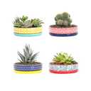 Selamica Ceramic Succulent Pots, Shallow Succulent Planters with Drainage Hole & Saucer, Indoor Plant Pots for Cactus, Home Decor，Assorted Colors,6 inch，Set of 3