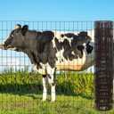 Garden Fence 48in x 100ft, 2 x 3 Inch 16GA, Chicken Wire Mesh Garden Border Fencing Roll Vinyl Coating Metal Wire Mesh Hardware Cloth for Yard Vegetable Plant Protection Poultry Netting