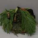 Dingion Small Norfolk Pine Christmas Wreath 11.8 in Christmas Kitchen Cabinet Norfolk Pine Wreath Mini for Front Door Artificial Farmhouse Rustic Xmas Decor for Window Fireplace Table Wall(Exquisite)