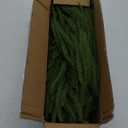 Waipfaru 36" Christmas Norfolk Pine Branches, 12 Pcs Real Touch Norfolk Pine Stems, Faux Christmas Greenery Stems Picks Cedar Stems for Vase DIY Crafts Xmas Indoor Outdoor Home Decor