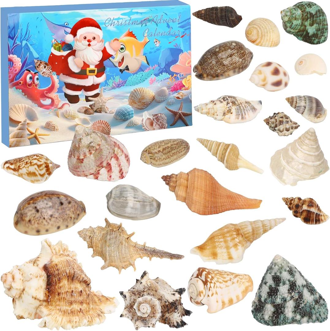 Seashells Advent Calendar 2025, 24 Day s of Christmas Countdown Gift, Marine Shell Collection Educational and Scientific Gifts for Learning, Ideal for Ocean Enthusiasts