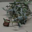 Hairui Lighted Artificial Olive Garland 6FT 96 LED Fairy Lights Battery Operated, Faux Vine Lights with Timer for Spring Christmas Holiday Fireplace Décor