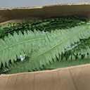 Nearly Natural 48-in UV Resistant Artificial Boston Fern, Set of 2, Large Hanging Fake Plant Wall Decor with 67 Fronds, Faux Fern Vines that Look Real for Home & Garden Decor, Outdoor Porch Decoration