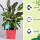 Amyhill 36 Pcs Plant Watering Globes Plastic Self Watering Bulbs Automatic Plant Watering Devices Garden Flower Waterer for Plant Indoor Outdoor Decoration Vacation, Lake Blue
