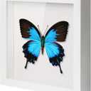 QDSSDECO 12x12 Shadow Box Frame with Linen Backboard & Real Glass, Wood Display Case, Deep Showcase to Hang The Photos, Tickets, Wedding Bouquets, Medals, Baby Sports Memorabilia,White