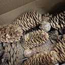 JOHOUSE 50PCS Large Natural Pinecone Ornaments, Pine Cones for Crafts, Pinecone Ornaments for Christmas Tree, Wreath Making, Winter Christmas Bowl Fillers, Winter Vase Filler