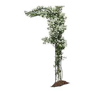 Garden Arch