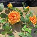 5.9FT Bendable Rose Flower Garlands, Artificial Silk Wild Roses Vine Hanging Flowers for Wall Fireplace Fence Trellis Wedding Baby Shower Home Spring Decor (Orange,2PC)