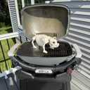 Seasons Crazy Bonez Pig Skeleton Halloween Decoration  14.75 Long Realistic Farm Animal Skeleton, Durable All-Weather Plastic Prop for Indoor & Outdoor Spooky Farmhouse Decor (Standard)