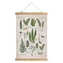 XIAOAIKA Botanical Fern Varieties Poster - Vintage Illustrated Guide with Wooden Frame - Educational Plant Wall Art for Home, Office, or Classroom Decor 20 x 30 Inches