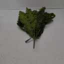 Boston Fern Bush Fern Collection by Ashland