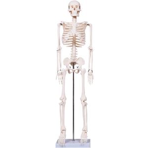 breesky Scientifc Human Skeleton Model for Anatomy, 33.4 Skeleton Model with Metal Stand, Removable Arms&Legs for Student to Study Human Skeleton Anatomy System, Halloween Decor, Manual Included