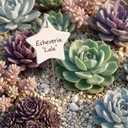 Ceramic Plant Markers - White Double Sided Reusable Tags for Garden, Herb & Vegetable Labels, Decorative Plant Signs, Star Pack