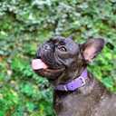 Tuff Pupper Classic Heavy Duty Dog Collar | 10x Stronger Than Leather | 100% Waterproof & Odor Proof Dog Collar | Tough Rust-Proof All Metal Hardware, Small