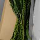 35" Ferns Artificial Bush Plants Large, 2 Artificial Boston Ferns with 39 Fronds for Outdoors Home Decor (35" 2 Pcs)