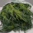 Christmas Garlands Norfolk Pine Garland Real Touch Artificial Faux Greenery Garland for Holiday Table Mantle Wall Indoor Outdoor Decor 5FT (5 ft (1 Pack- Young ))