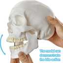 HADWYN 2026 New Human Skull Model, Life Size Medical Anatomy Anatomical Adult Model with Removable Skull Cap and Articulated Mandible, Full Set of Teeth
