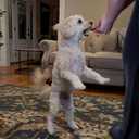 Exclusively Dog Chewy Training Treats Savory Chicken Flavor Grain Free Gluten Free, 100% sourced and Made in The USA, 6 oz. (EXP 02/01/26)