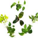 Plentiful Pothos & Philodendron (6-Pack), Pothos Live Plant Decor, Office Plants, Real Plants, Easy Indoor Plant, House Plants Indoors Live Plants Indoor Plants Live Houseplants by Plants for Pets
