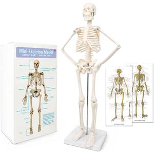 NEW HORIZON 17.7 Human Skeleton Model for Anatomy,Movable Arms Legs Bones Structures,Whole Spine Ribs Skeleton Model,Suitable for Study Display Artificial Limbs for Medical Instruction Purposes