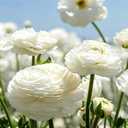 4 x 100PCS Double Mixed Ranunculus Seeds for Planting,Peony Flowered Persian Buttercup Seeds Non-GMO Heirloom,Tecolote Ranunculus Seed with Ruffled Blooms Garden (EXP 12/01/27)