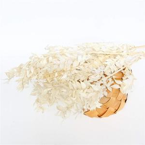 Natural dried flowers 50g,Dry Flower Natural Leaves Branch,Floral Arrangement Art Home Wedding Party Decoration Table Accessories,Immortal Bouquet Wedding party decoration (White)